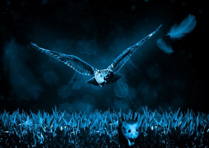 Predator Owl Night Hunter Owl Mouse Hunt Night Nature Hunter Predator